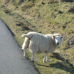 Ganz entspannte schottische Schafe
