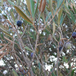 Die Oliven sind langsam reif zur Ernte