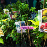 Green-Mango Bangkok Touren: Chatuchak Pflanzen Markt