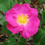 Essigrose (Rosa gallica)