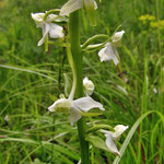 die Blüten der Waldhyanzinthe