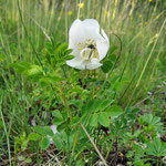 Wildrose mit Nasch-Käfer