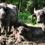 zu Besuch bei Familie Wasserbüffel im Hafenlohrtal