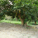 Jackfruchtbaum