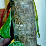 Phelsuma quadriocellata lepida, Männchen