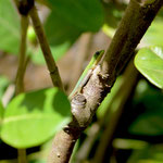 Phelsuma l. laticauda, Jungtier, Nosy Be 