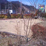 サクラ