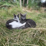zwei graue Katzen schlafen nebeneinander