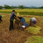 Rice Crop, Easy Riding with Uncle Nine