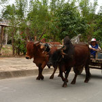 Easy Riding in Vietnam with Uncle Nine