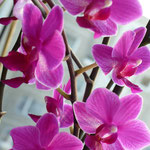 Violetinė orchidėja. Namai 2010