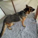 Hündin 10: Die hübsche Schäferhündin wurde ausgesetzt, sie hat leider Herzwürmer