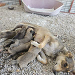 Fadik: In einem verlassenen Haus fanden wir sie mit ihren Welpen