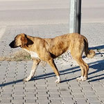 Yoldas: Sie war neu an einer Futterstelle und wir nahmen sie bei uns auf