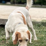 Unser herzkranker Bowie hat auch keine Paten mehr