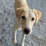 Ludo: Seine Mama fingen wir auf der Müllkippe ein und kastrierten sie, er und seine Schwester leben noch bei uns