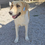 Hündin 2: Sie kam von der Straße zu uns, Anwohner baten uns sie aufzunehmen, da man sie ins städtische TH bringen wollte