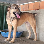 Hündin 6: Sie kam als Welpe von der Straße zu uns