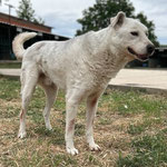 Jack der sensible Bub, ist schon sehe lange bei uns und hat keine Paten mehr