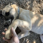 Bidik: Der kleine Rüde lief vor unser Auto, seit de,m ist er bei uns