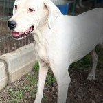 Alba: Die weiße Schönheit sucht auch wieder Paten