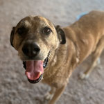 Rüde 12: Er kam von der Straße mit einem Tumor zu uns