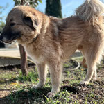 Lupo: Auch er sucht wieder Paten