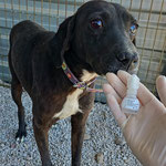 Yuki: Er kam von der Straße zu uns. Er hat eine Augenerkrankung, die leider zur Erblindung führte