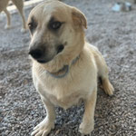 Hündin 7: Sie kam von der Straße zu uns