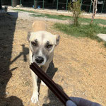 Rüde 14: Er kam von der Straße, da Anwihner uns um Hilfe baten ihn aufzunehmen