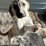 Liv: Sie kam als Welpe von der Straße mit ihrer Schwester Lilly