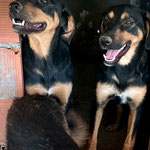 Hündin 12 und 13: Die Geschwister kamen von einer ehemaligen Futterstelle zu uns