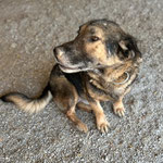 Mokka: Er kam mit einer schlimmern Kopfverletzung und Leishmaniose zu uns