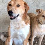 Cenkci: Sie kam schwer krank mit Räude zu uns und lebt seit dem bei uns