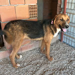 Hündin 14: Auch sie kam von der Futterstelle