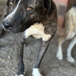 Ruffy, der liebe Bub sucht ab sofort auch wieder Paten