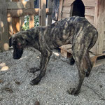 Rüde 8: Ihn rettetet wir an einer Futterstelle vor Hundefängern, er hatte Staupe und hat es überlebt