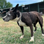 Joylin, die Hübsche kam als Mama zu uns und durfte bleiben