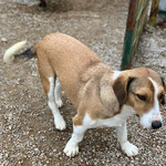 Pina: Sie lebt seit 2 Jahren bei uns und sucht wieder Paten