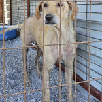 Selim: Den Rüden haben wir aus dem städtischen Tierheim gertettet