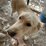 Rüde 6: Ihn fanden wir zufällig an einer Baustelle