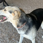 Leni wurde als Welpe an der Kette gehalten und von Tierschützern dort befreit