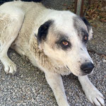 Rüde 8: Gerettet aus dem städtischen Tierheim