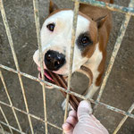 Rüde 4: Ihn retteten wir aus schlechter Haltung