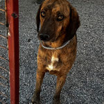 Hündin 3: Nach einem Brand an einer unserer Futterstellen haben wir sie bei uns aufgenommen