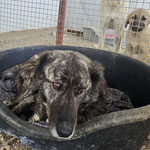 Hündin 8: Sie kam kam zum Kastrieren zu uns und blieb