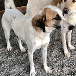 Coco: Sie ist auch schon länger bei uns und ist viel zu schwach für draußen