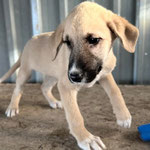 Valerie: Die Schwester von Valentin, nur sie und er haben überlebt