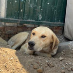 Dexter: Ihn fanden wir halb bewusstlos auf der Straße