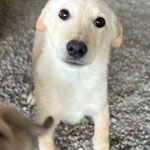 Yasar: Der kleine Rüde hat Parvo überlebt und ist ein kleiner frecher Goldschatz